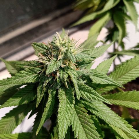 PYK  growlog timeline photo