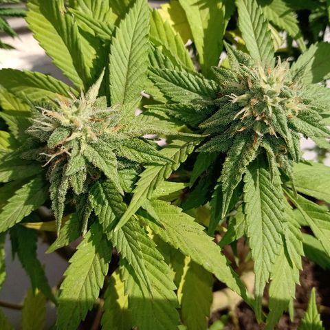 PYK  growlog timeline photo