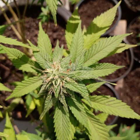 PYK  growlog timeline photo