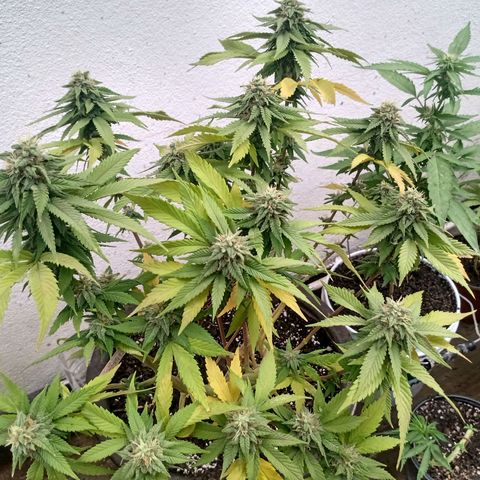 PYK  growlog timeline photo
