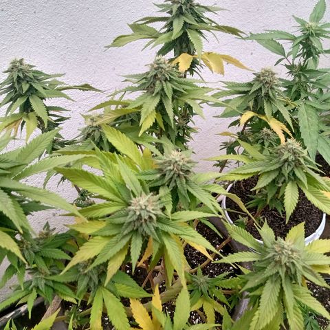 PYK  growlog timeline photo