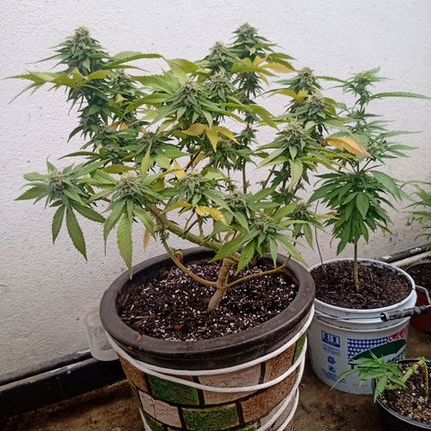 PYK  growlog timeline photo