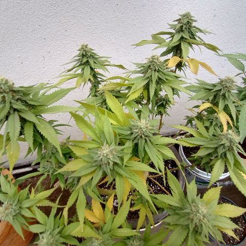 PYK  growlog timeline photo
