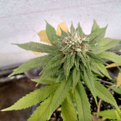 PYK  growlog timeline photo
