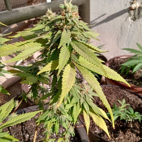 PYK  growlog timeline photo