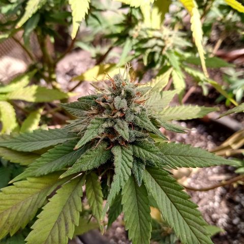 PYK  growlog timeline photo