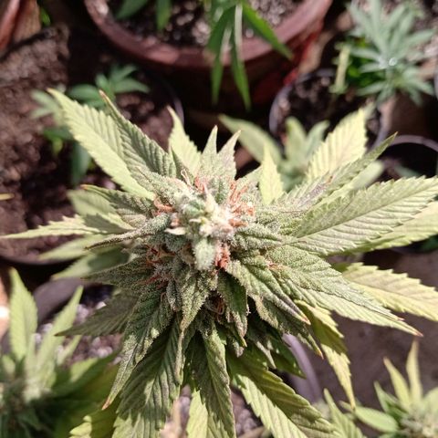 PYK  growlog timeline photo