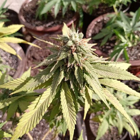 PYK  growlog timeline photo
