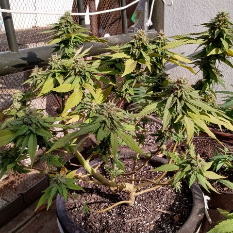 PYK  growlog timeline photo