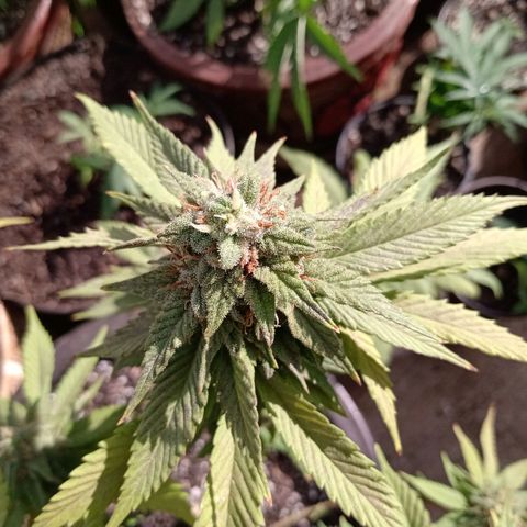 PYK  growlog timeline photo
