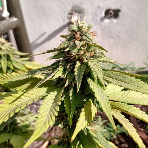 PYK  growlog timeline photo