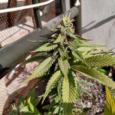 PYK  growlog timeline photo