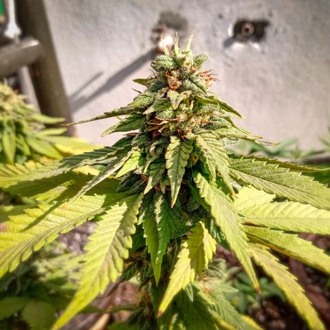 PYK  growlog timeline photo