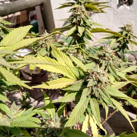 PYK  growlog timeline photo