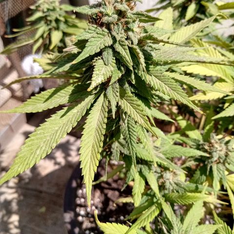 PYK  growlog timeline photo