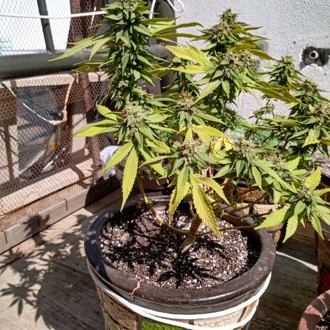PYK  growlog timeline photo