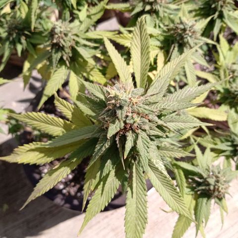 PYK  growlog timeline photo