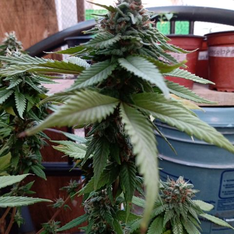 PYK  growlog timeline photo