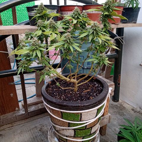 PYK  growlog timeline photo