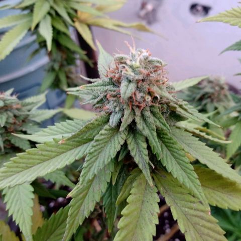PYK  growlog timeline photo