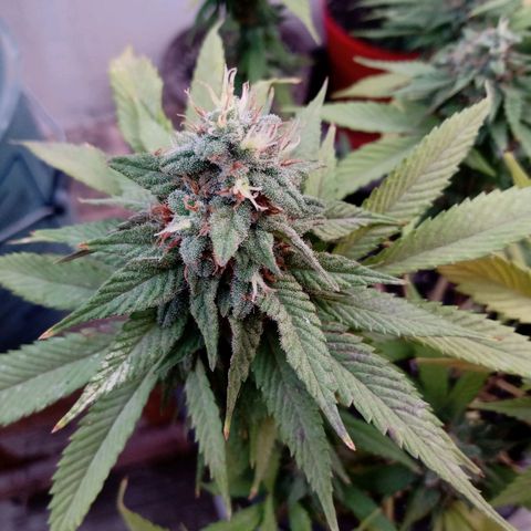 PYK  growlog timeline photo