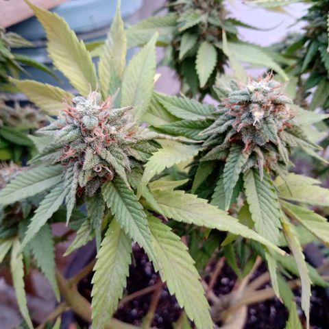 PYK  growlog timeline photo