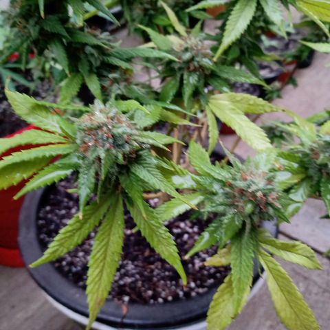 PYK  growlog timeline photo