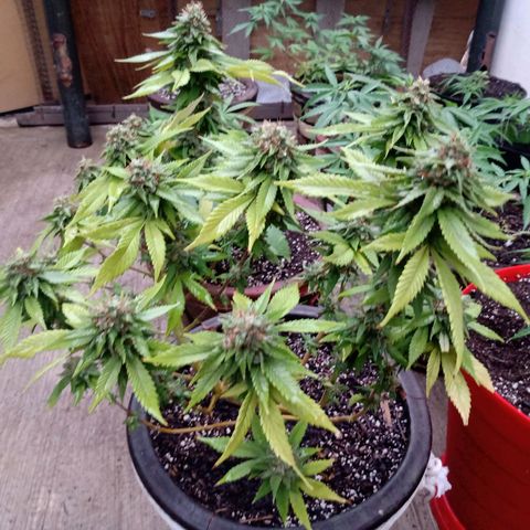 PYK  growlog timeline photo