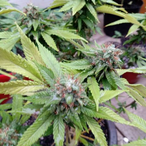 PYK  growlog timeline photo