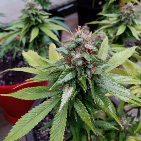 PYK  growlog timeline photo