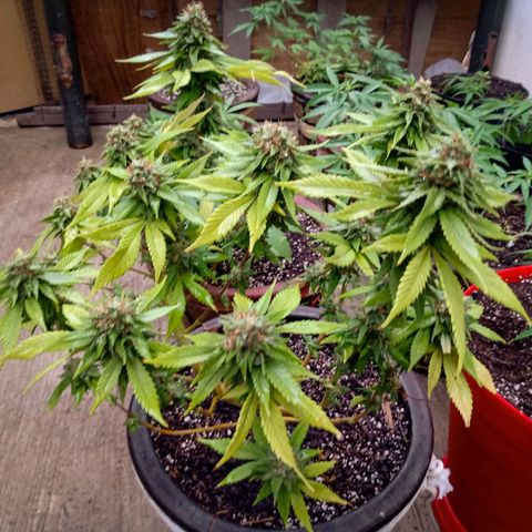 PYK  growlog timeline photo