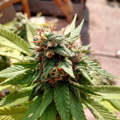 PYK  growlog timeline photo