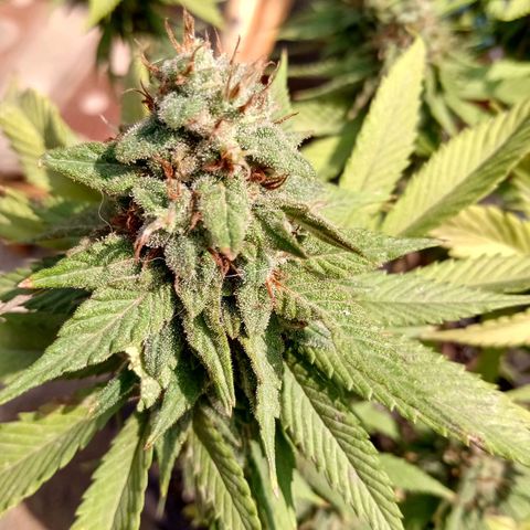PYK  growlog timeline photo