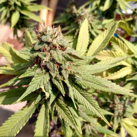 PYK  growlog timeline photo