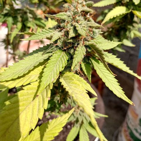 PYK  growlog timeline photo