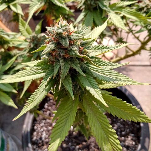 PYK  growlog timeline photo