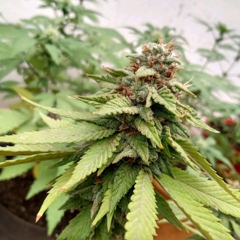 PYK  growlog timeline photo