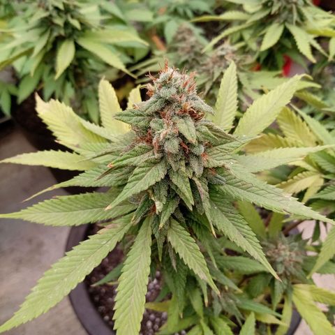 PYK  growlog timeline photo
