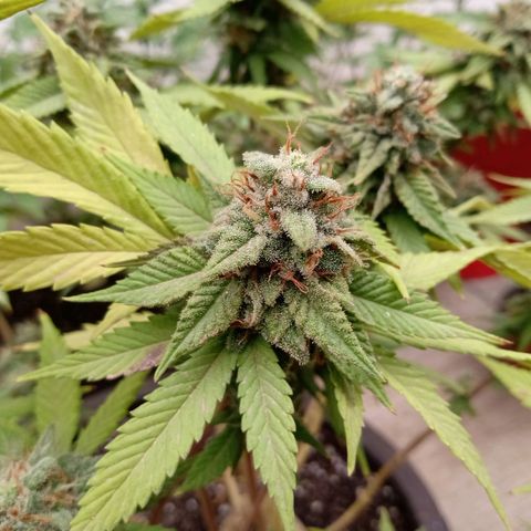 PYK  growlog timeline photo