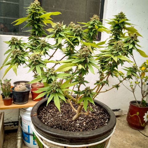 PYK  growlog timeline photo