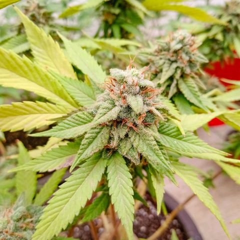 PYK  growlog timeline photo