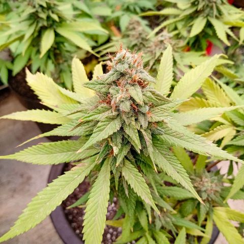 PYK  growlog timeline photo