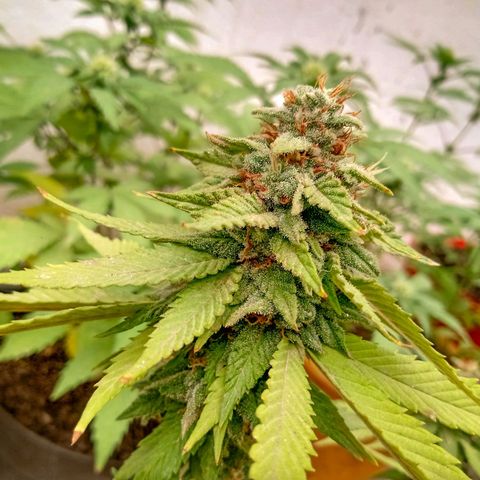 PYK  growlog timeline photo