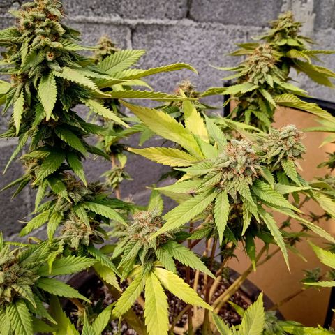 PYK  growlog timeline photo