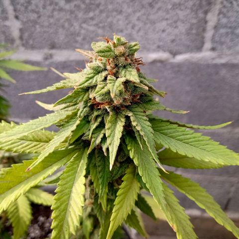 PYK  growlog timeline photo