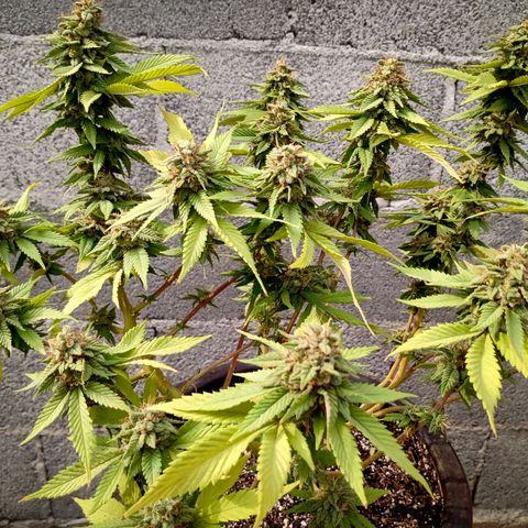 PYK  growlog timeline photo