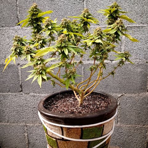 PYK  growlog timeline photo