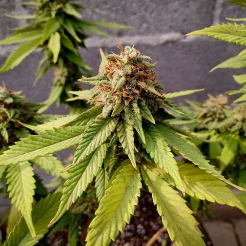 PYK  growlog timeline photo
