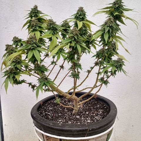 PYK  growlog timeline photo