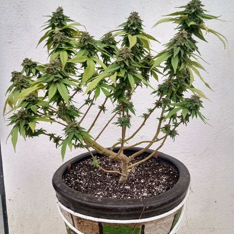 PYK  growlog timeline photo